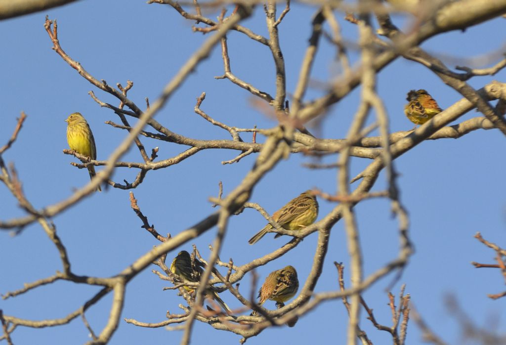 Zigolo giallo (Emberiza citrinella)